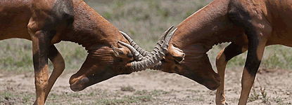 trademark_locking_horns trademark_locking_horns