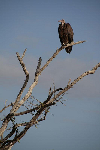 vultures
